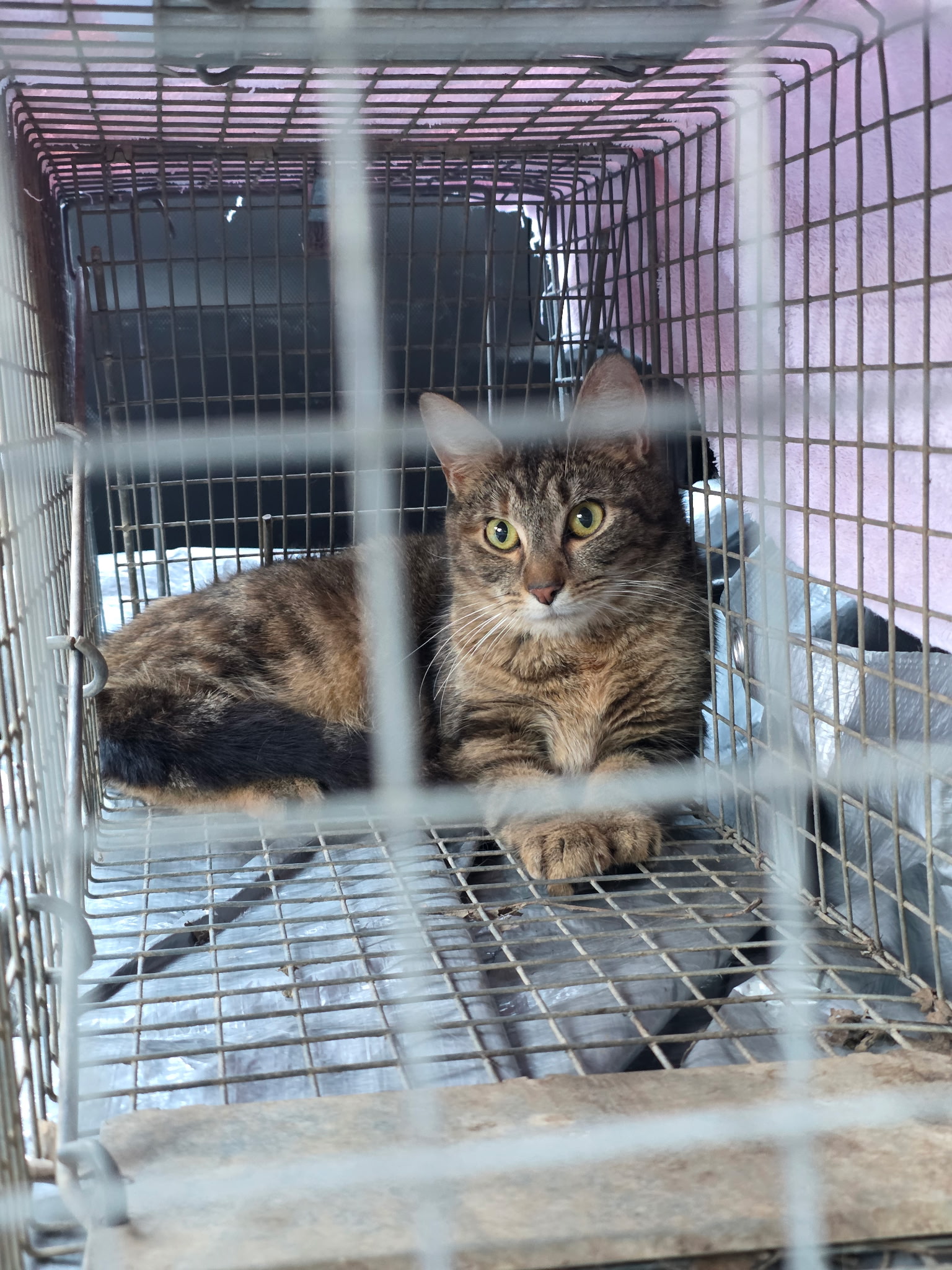 Tabby Cat in humane trap 