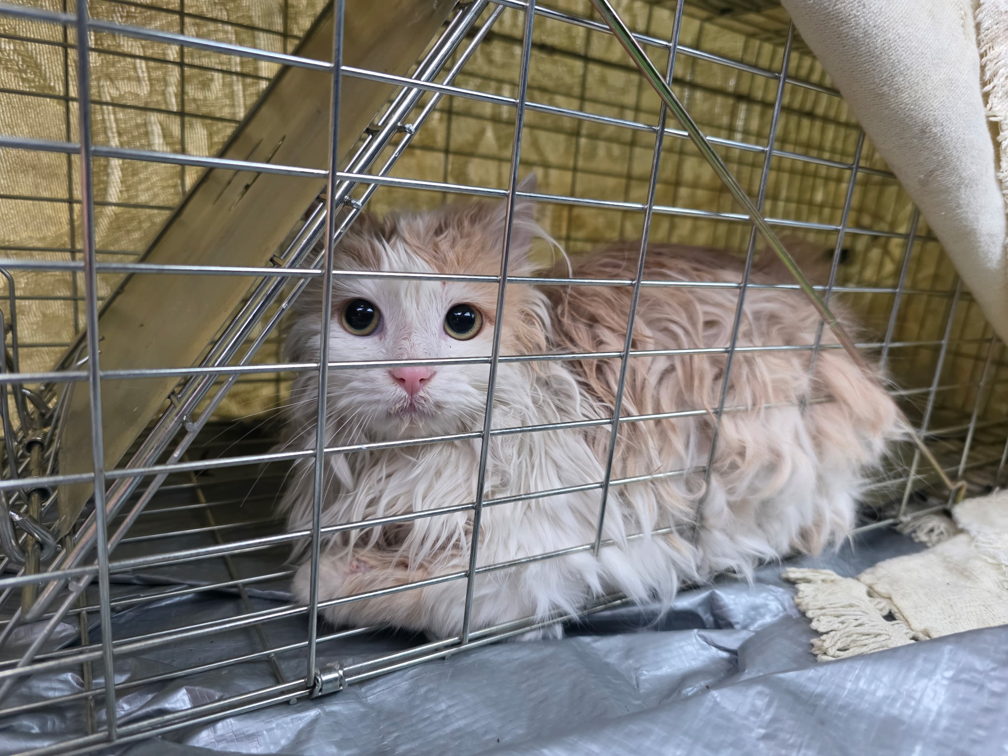 Light orange cat in a humane trap 