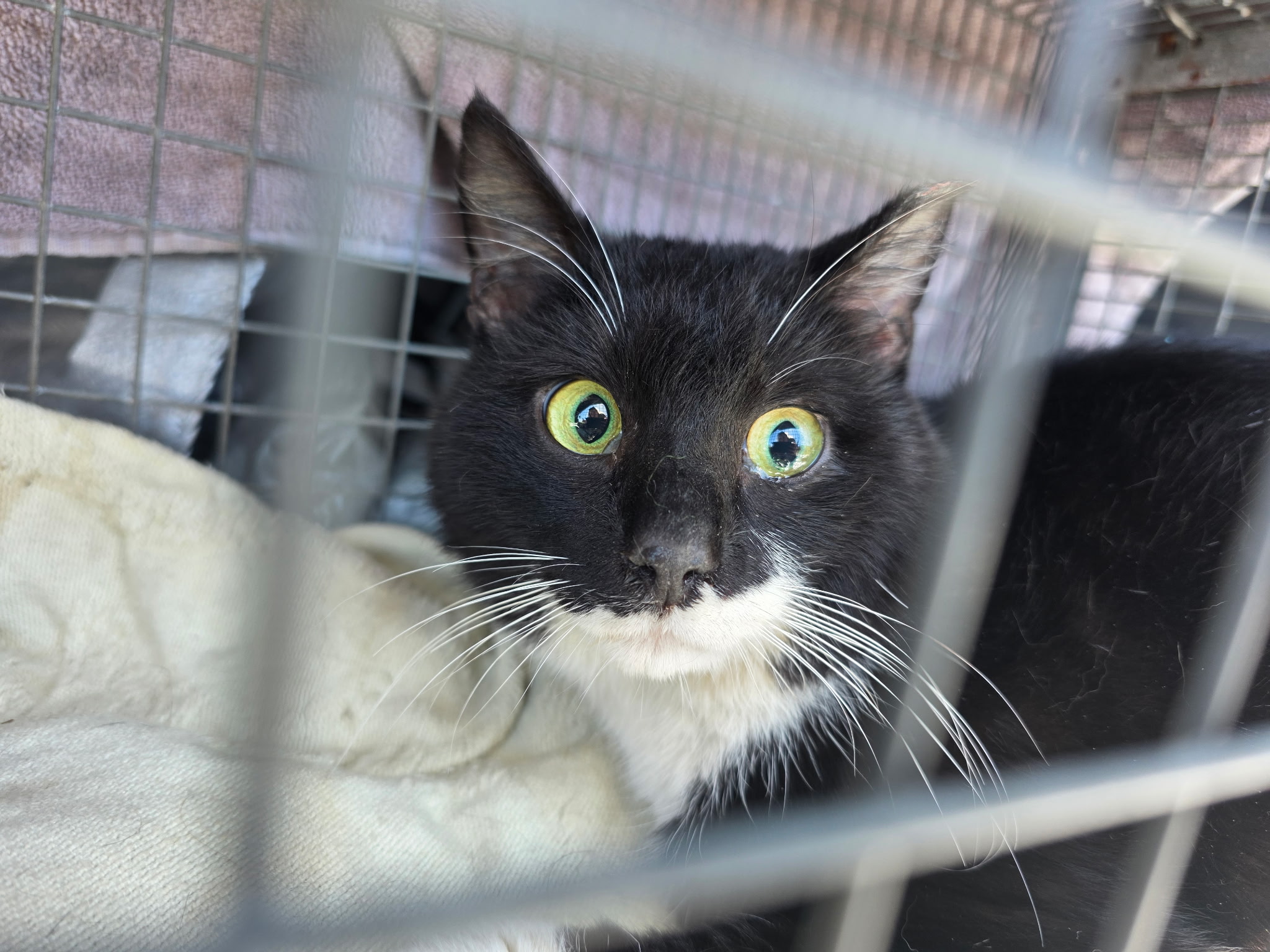 Black and White Trapped Tuxedo Cat 