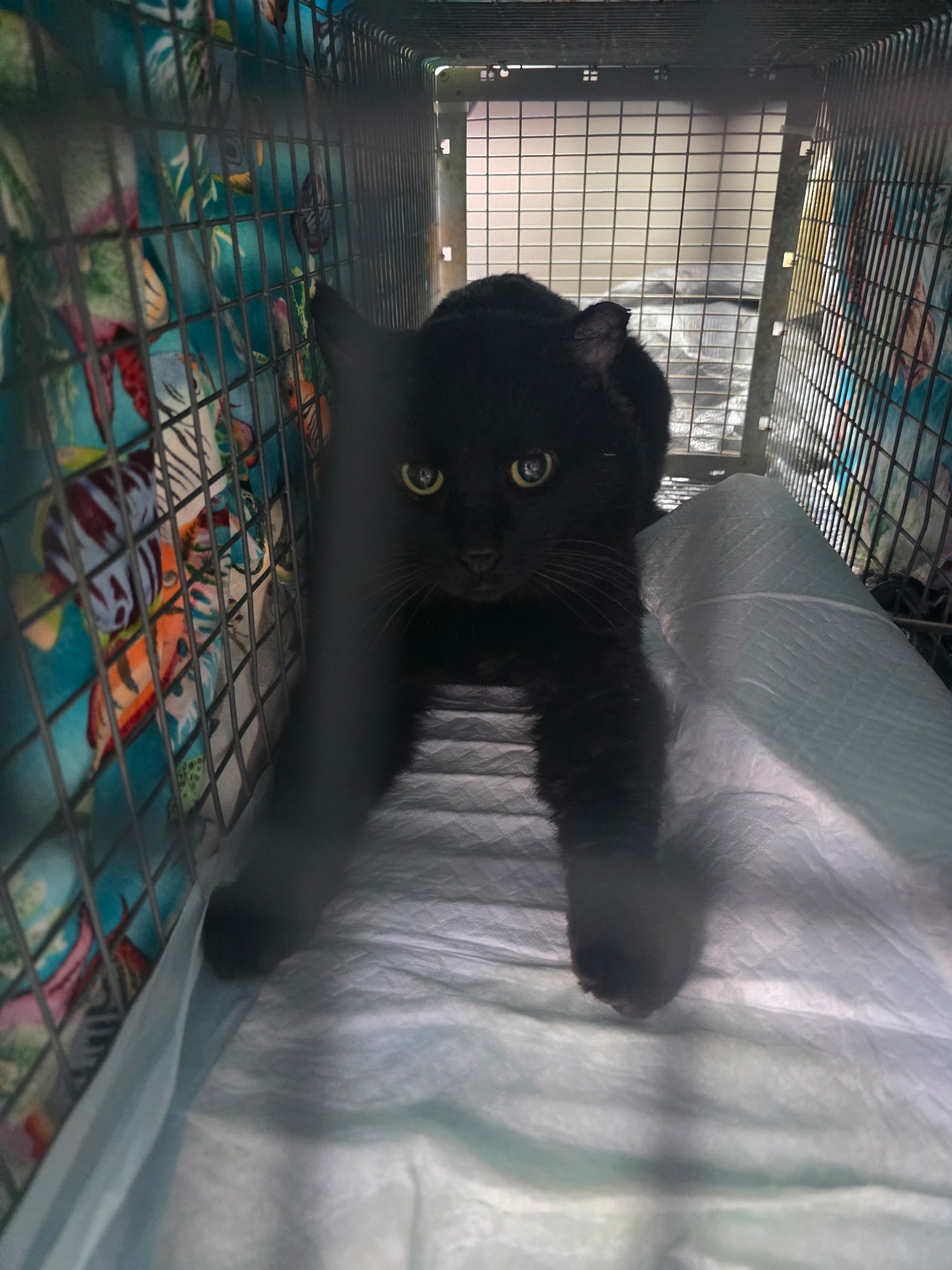 Black Cat