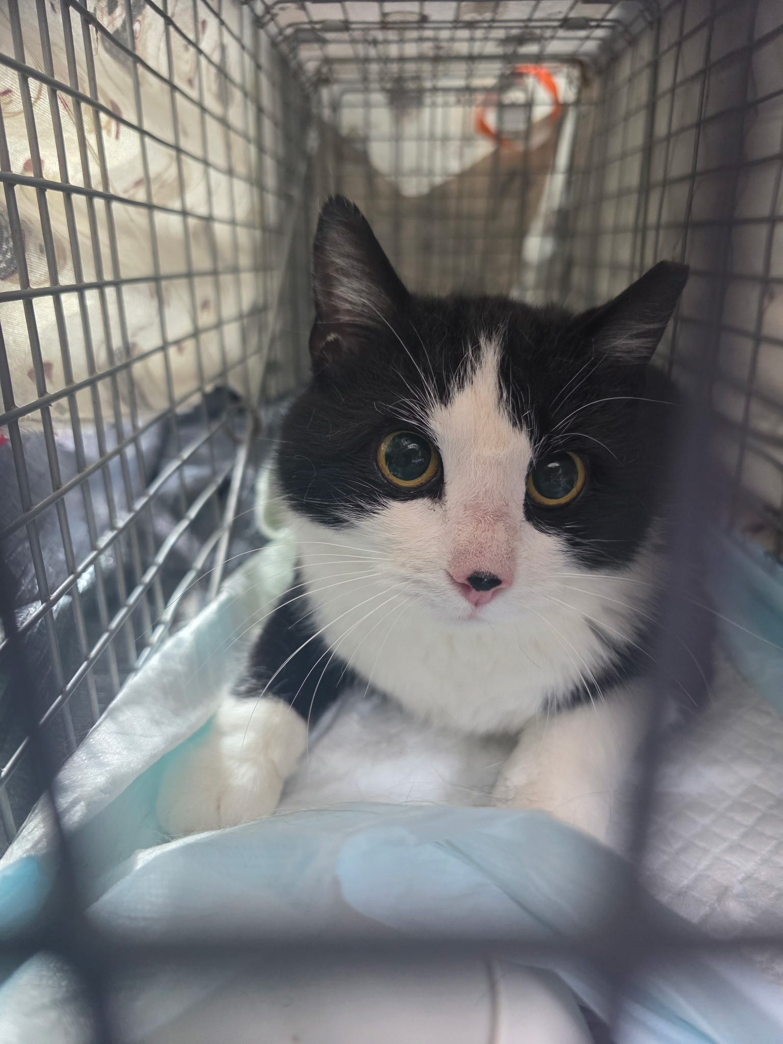 Black and white tuxedo cat