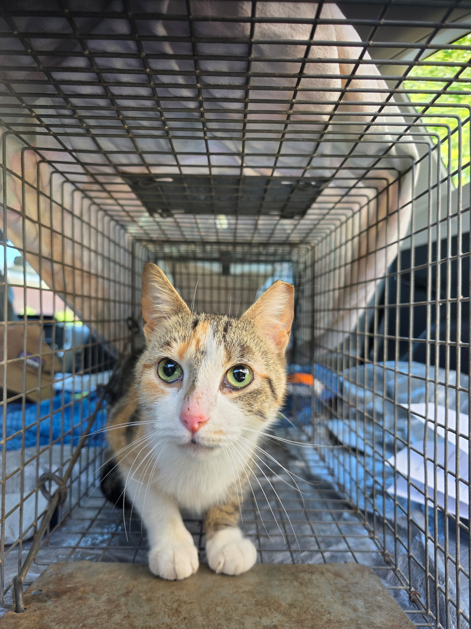 Calico cat