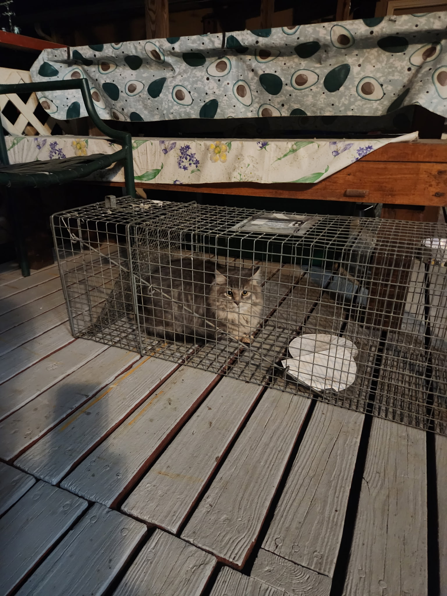 Cat in trap  