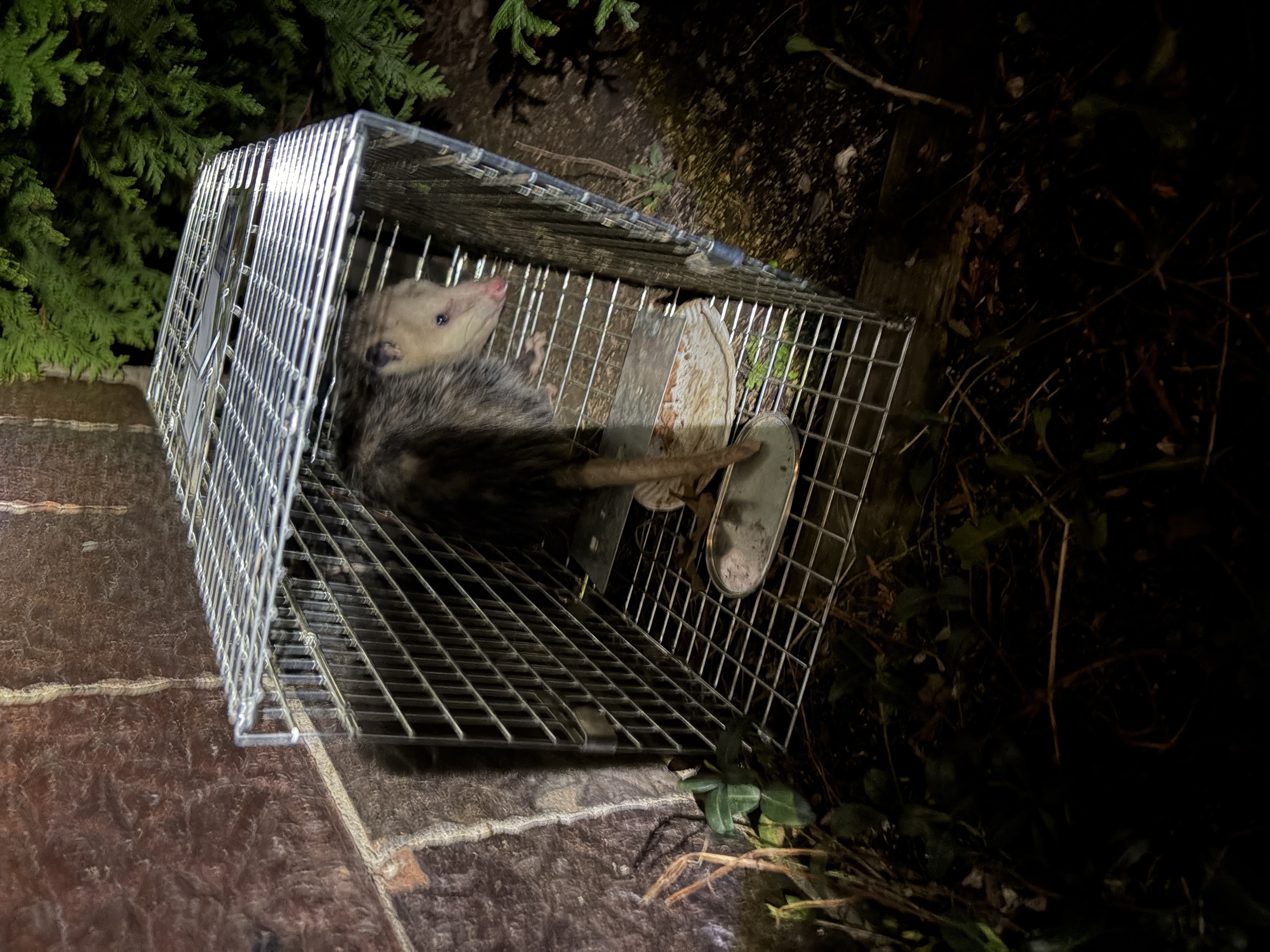 Trap happy opossum