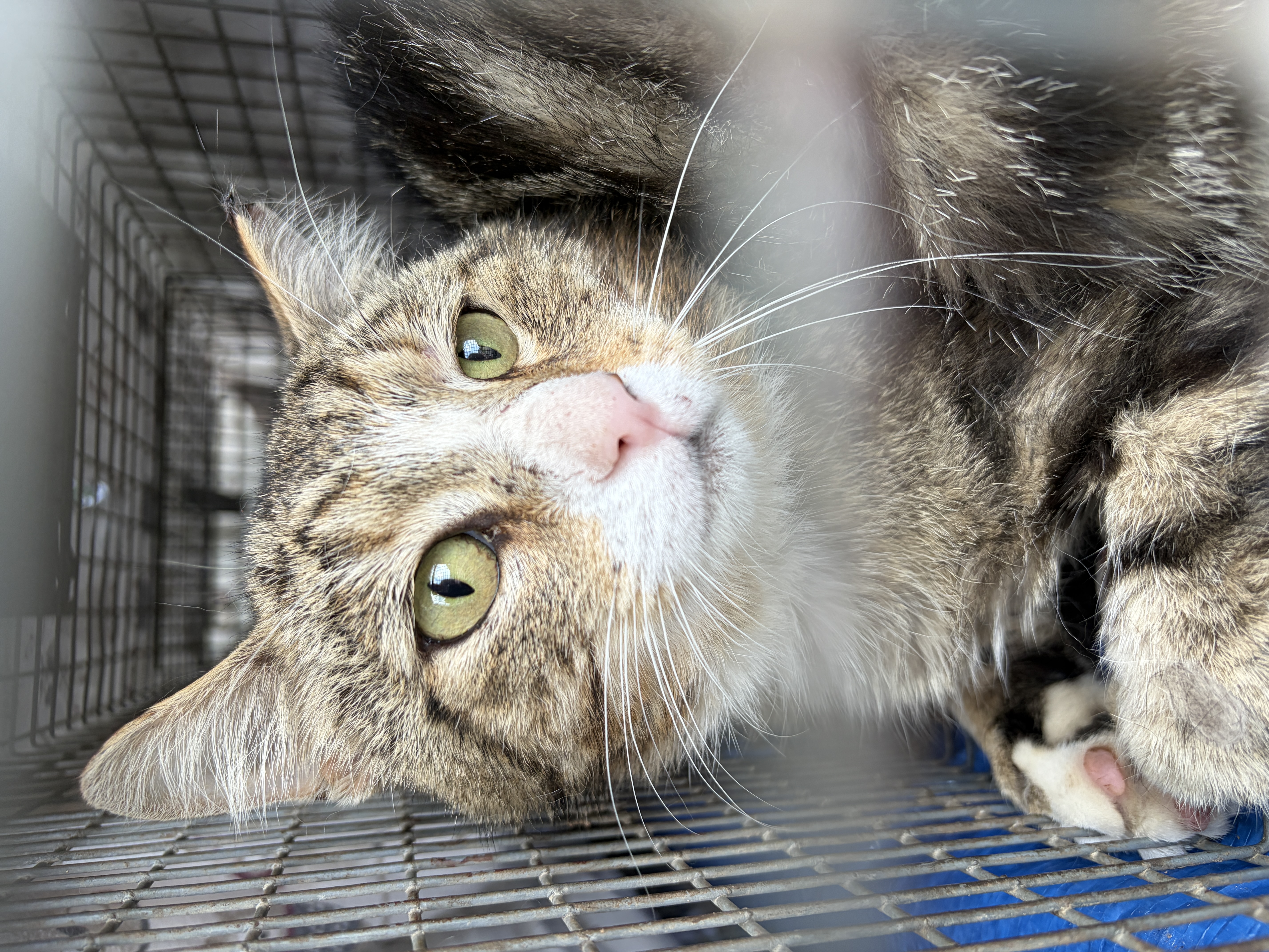 Tabby cat with white on their chest 