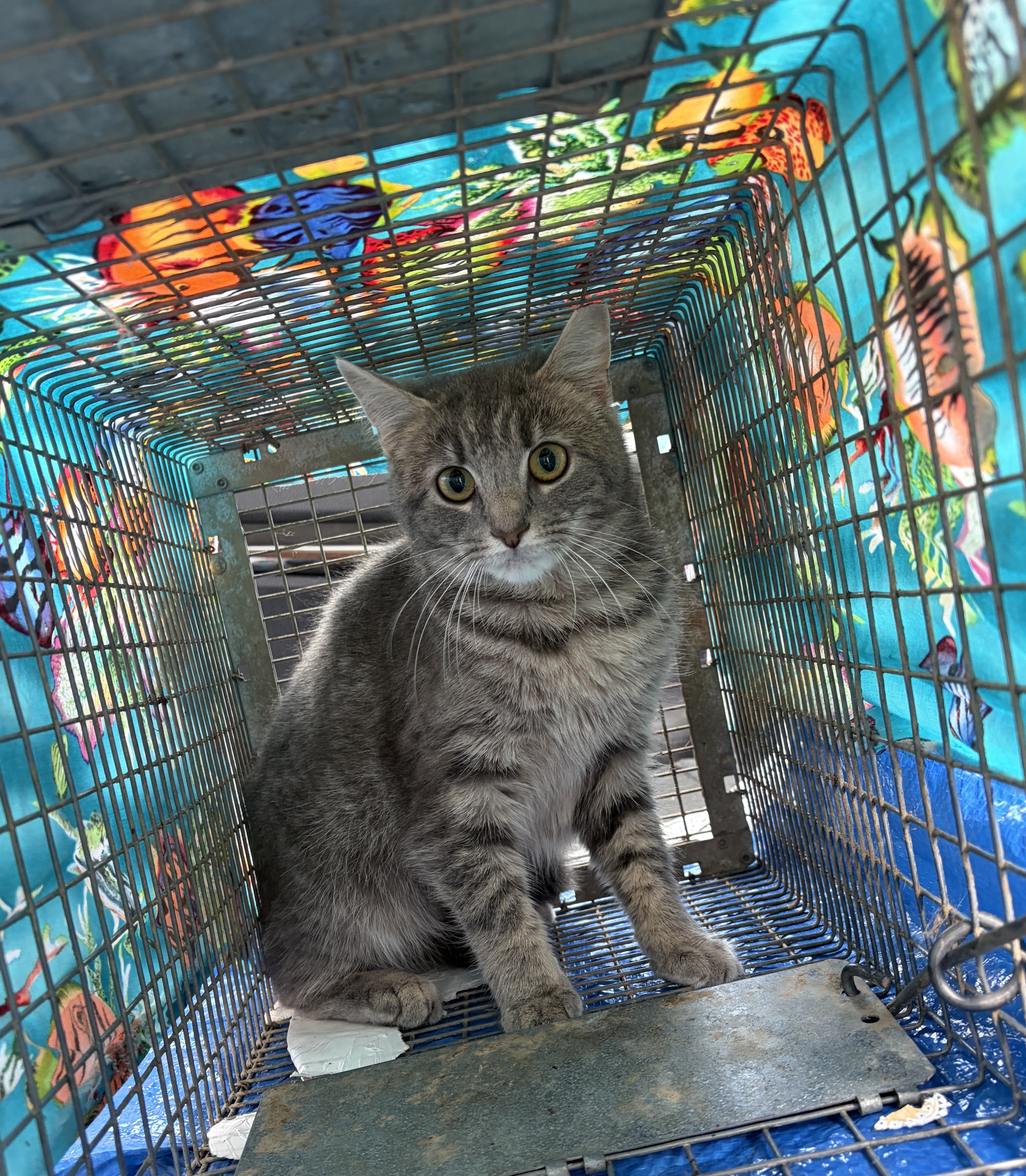 Gray Tabby cat