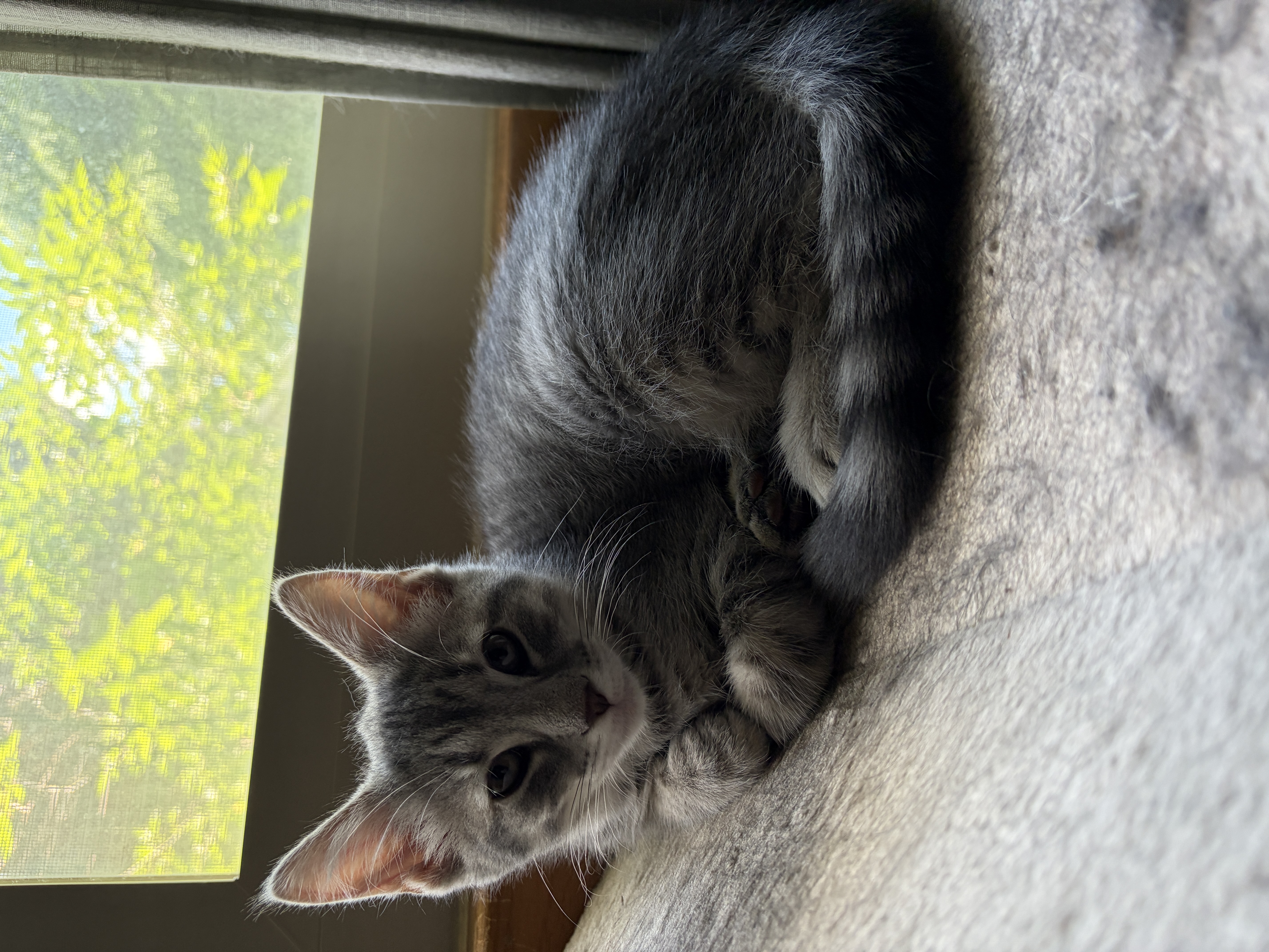 Monty the cat