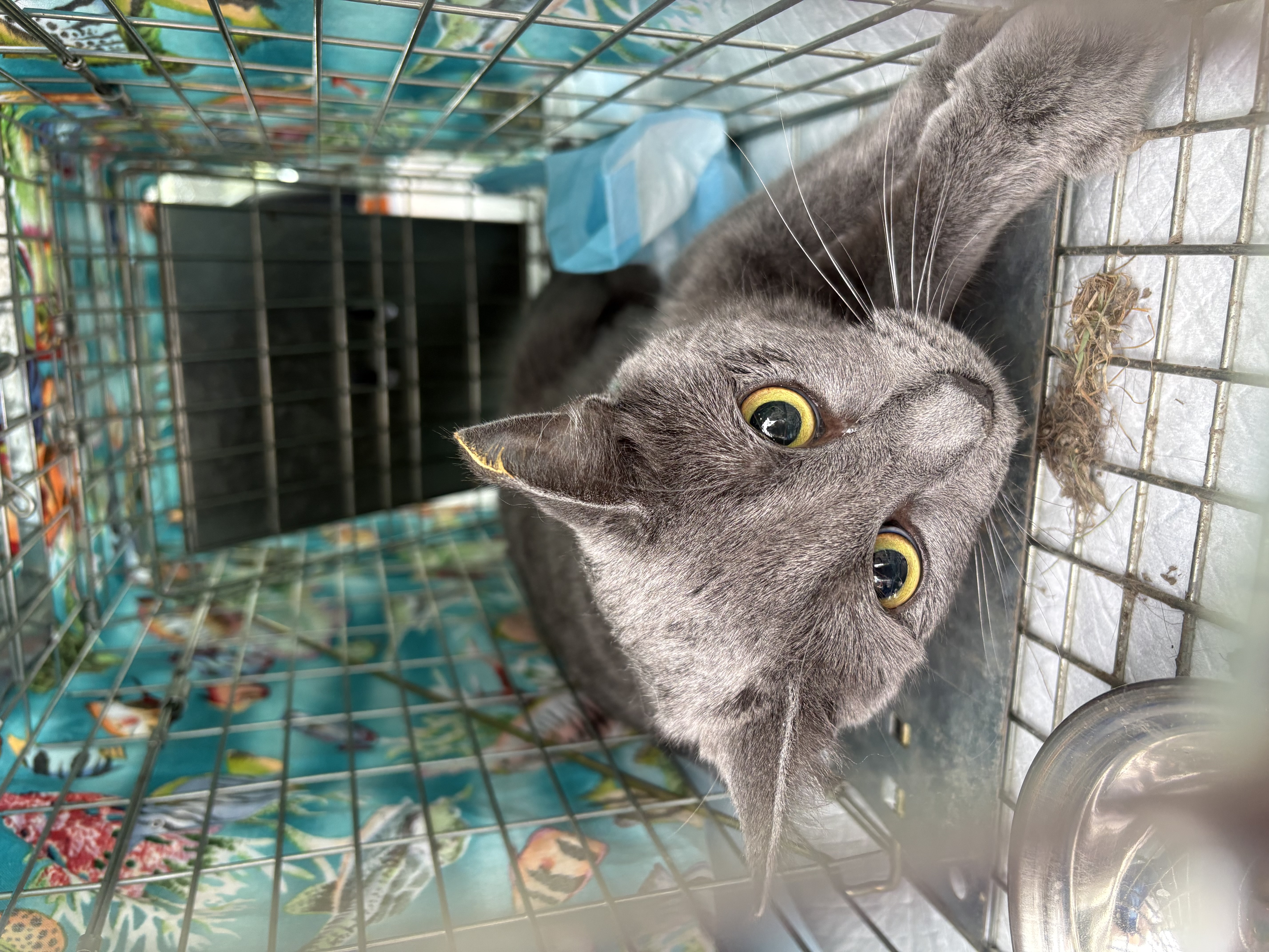 Gray female cat 